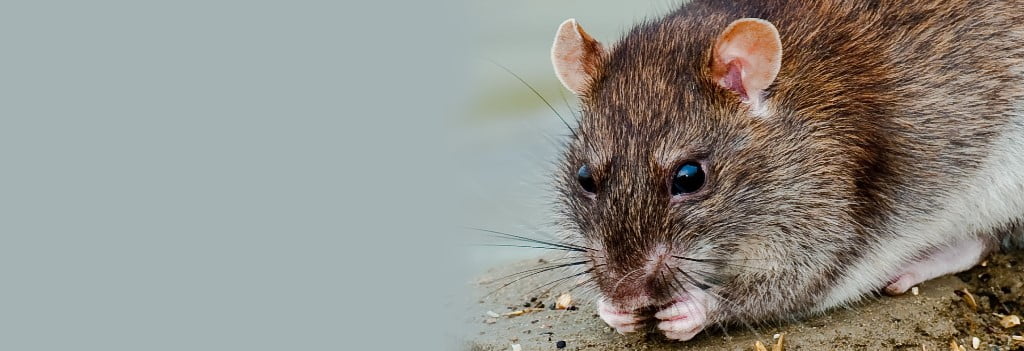 Tenere i topi fuori per la cucina domestica fattorie magazzino, olio di  menta piperita repellente per topi per topi vole mouse per fienili